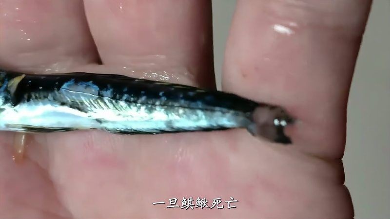 海洋里最漂亮的魚：10大最美海水觀賞魚頻道:深海珍饈石斑魚