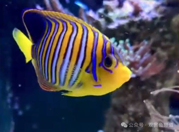海洋里最漂亮的魚：10大最美海水觀賞魚頻道:深海珍饈石斑魚