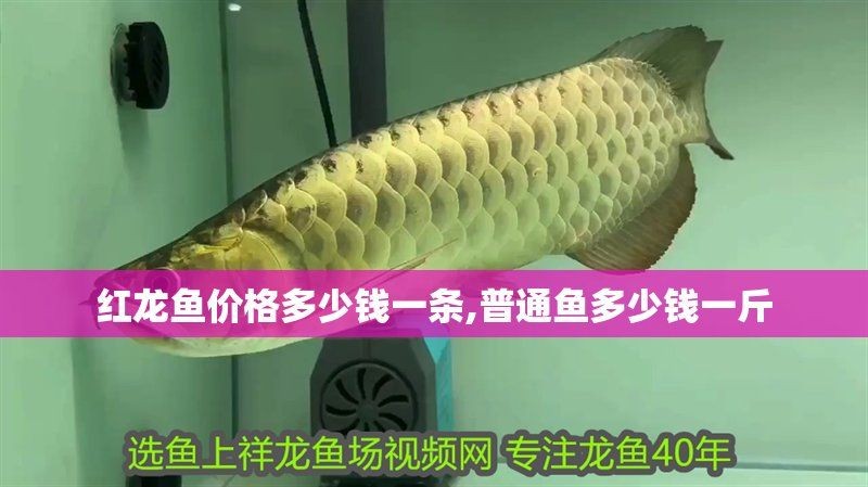 紅龍魚10元一斤貴嗎：紅龍魚10元一斤是否昂貴，普通魚多少錢一斤普通魚多少錢一斤