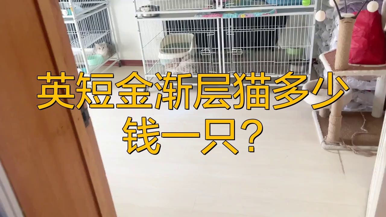 金漸層多少錢一只：金漸層貓咪價格大揭秘，今年降價幅度驚人！
