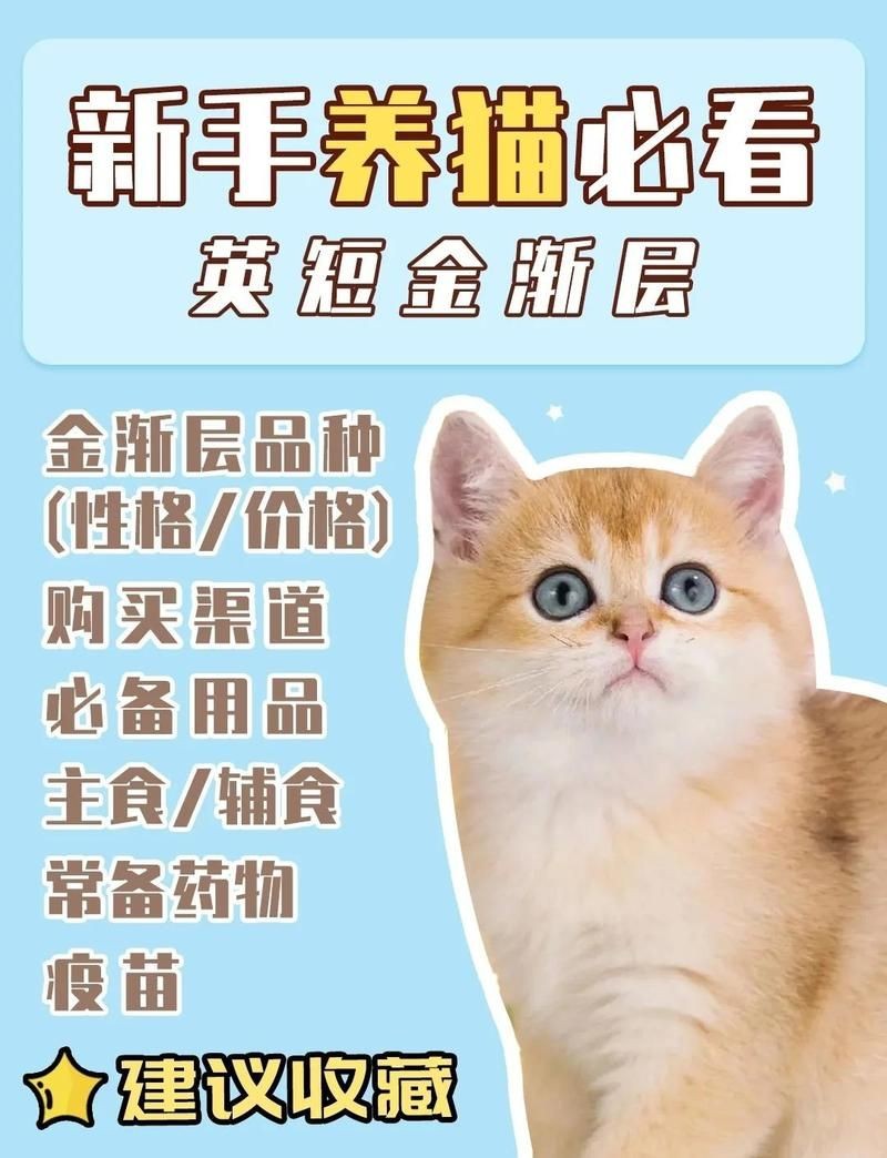 金點貓多少錢一只：金點貓價格一般多少錢一只
