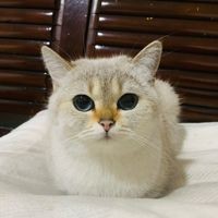 金點貓多少錢一只：金點貓價格一般多少錢一只