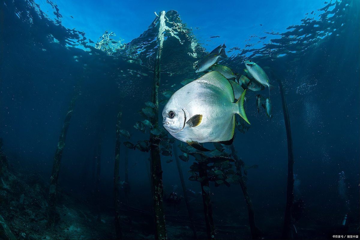 狗頭魚(yú)和河豚魚(yú)區(qū)別：狗頭魚(yú)與河豚魚(yú)的區(qū)別