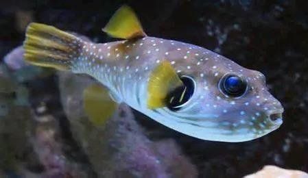 狗頭魚和河豚魚區別：狗頭魚與河豚魚的區別