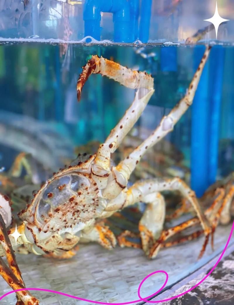 烏魯木齊龍魚店：烏魯木齊蓉城龍魚火鍋