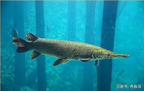 火箭魚和鱷雀鱔的區(qū)別：火箭魚與鱷雀鱔的區(qū)別