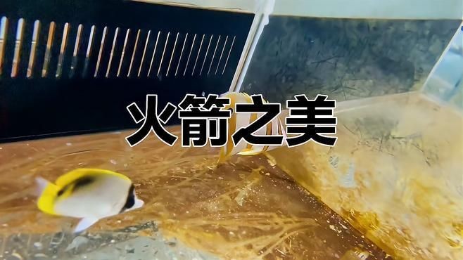 火箭魚和鱷雀鱔的區別：火箭魚與鱷雀鱔的區別