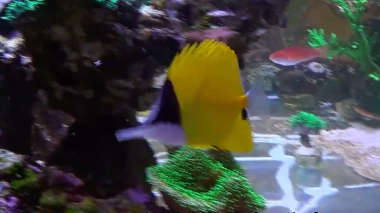 火箭魚和鱷雀鱔的區別：火箭魚與鱷雀鱔的區別