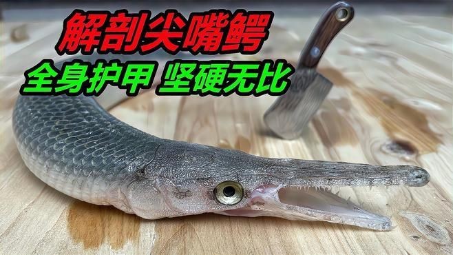 火箭魚和鱷雀鱔的區別：火箭魚與鱷雀鱔的區別