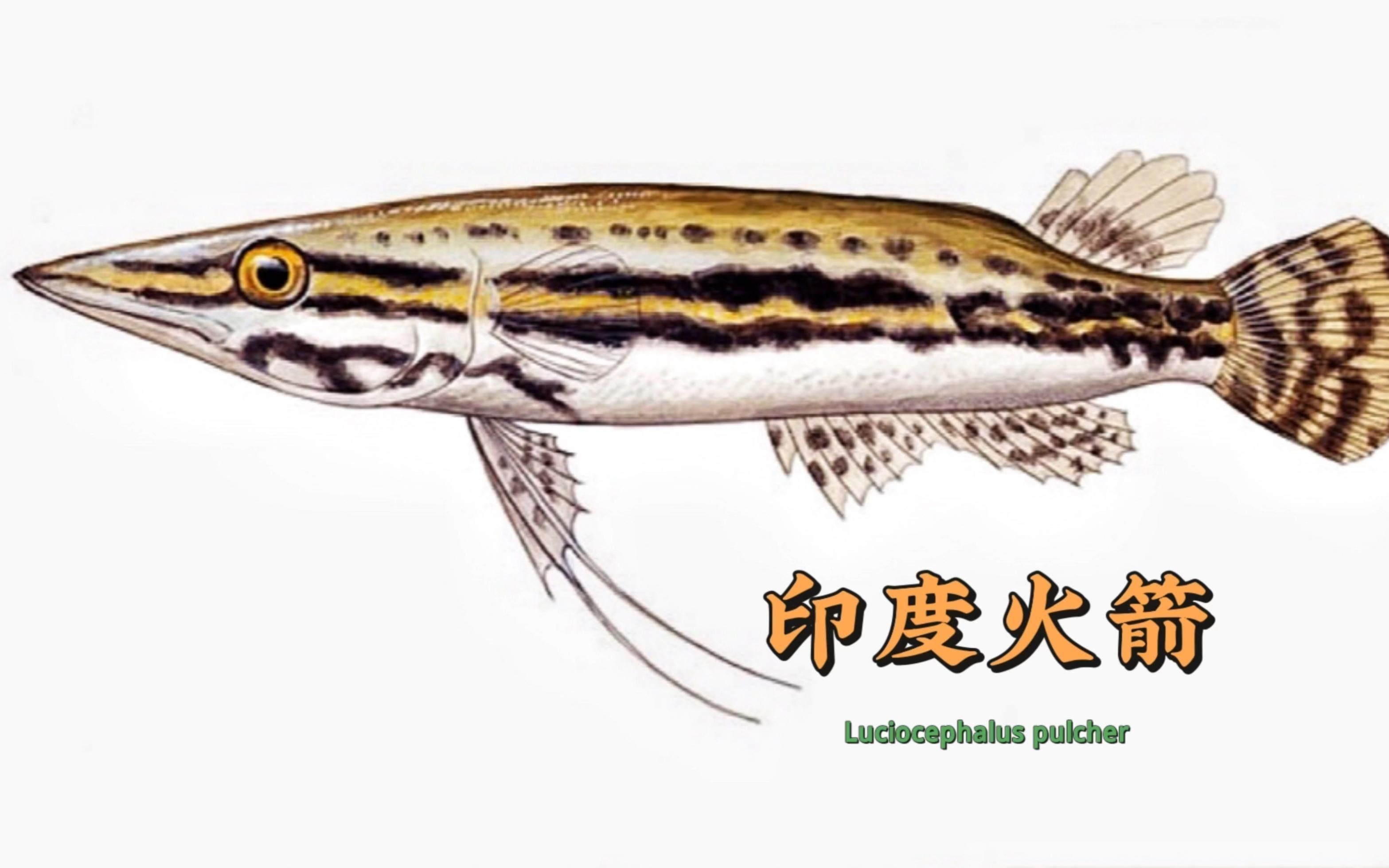 火箭魚和鱷雀鱔的區別：火箭魚與鱷雀鱔的區別