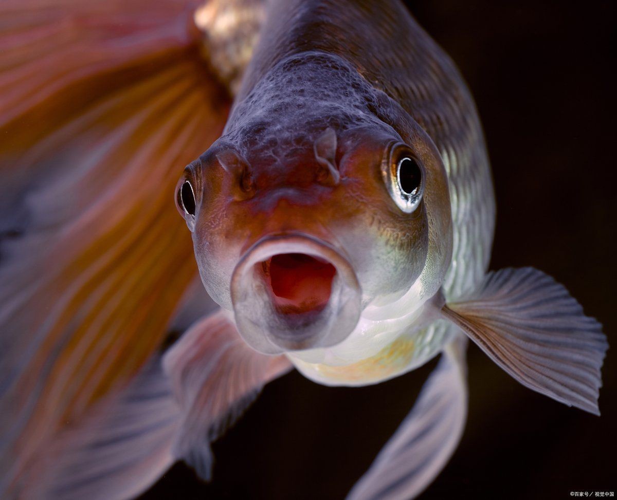 爛鰭爛尾用什么藥：觀賞魚爛尾爛鰭爛鱗用什么藥最有效預防魚類爛鰭爛尾