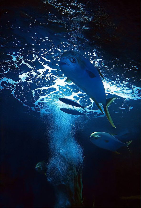 北海水族批發市場：北海水族批發市場是華南地區影響力的專業水族交易平臺