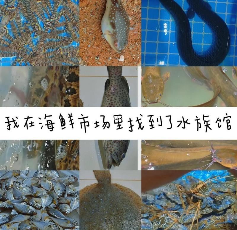 北海水族批發市場：北海水族批發市場是華南地區影響力的專業水族交易平臺
