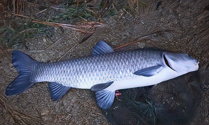 湖里的魚有哪些品種：探索多種淡水魚類,你才算是一個(gè)真正的釣魚人