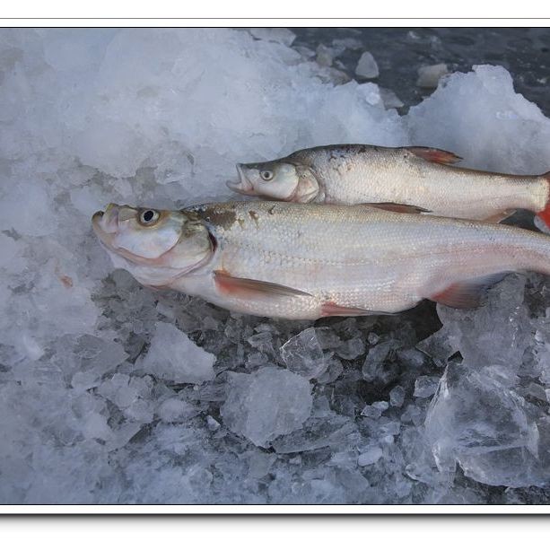 湖里的魚有哪些品種：探索多種淡水魚類,你才算是一個(gè)真正的釣魚人