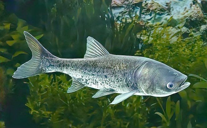 湖里的魚有哪些品種：探索多種淡水魚類,你才算是一個(gè)真正的釣魚人