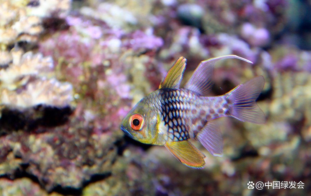 湖南魚玫瑰魚：湖南“玫瑰魚”——湖南人的味道