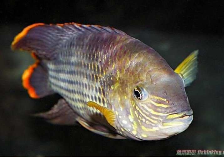 皇冠魚圖片：“皇冠魚圖片”聚焦于一種極具視覺沖擊力的熱帶觀賞魚類——皇冠魚