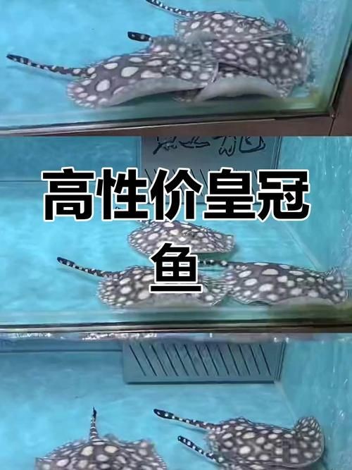 皇冠魚圖片：“皇冠魚圖片”聚焦于一種極具視覺沖擊力的熱帶觀賞魚類——皇冠魚