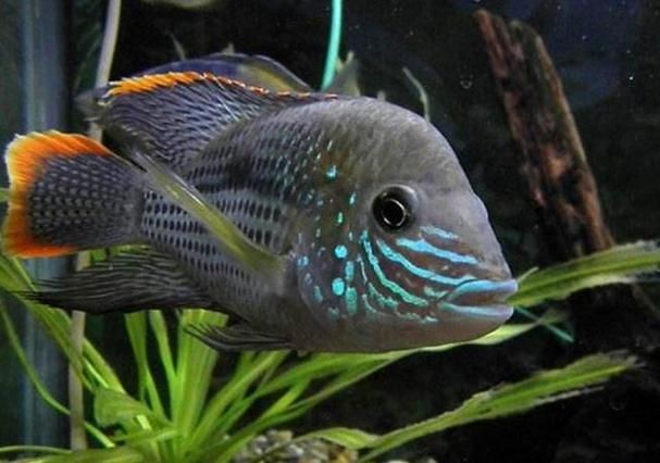 皇冠魚圖片：“皇冠魚圖片”聚焦于一種極具視覺沖擊力的熱帶觀賞魚類——皇冠魚