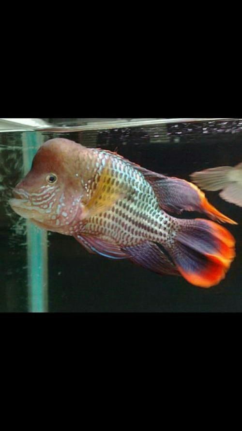 皇冠魚圖片：“皇冠魚圖片”聚焦于一種極具視覺沖擊力的熱帶觀賞魚類——皇冠魚