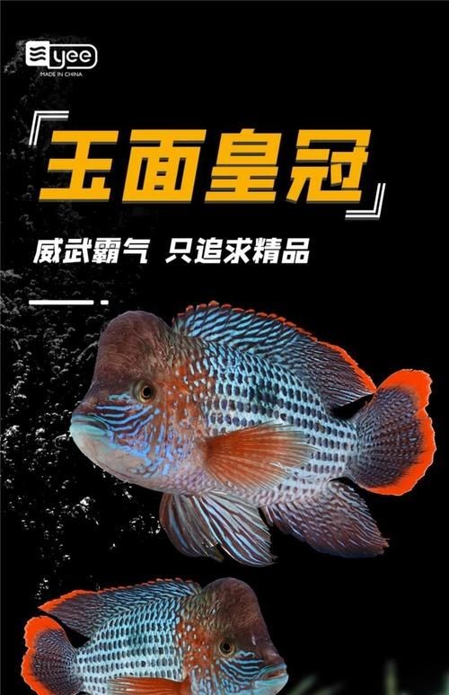 皇冠魚圖片：“皇冠魚圖片”聚焦于一種極具視覺沖擊力的熱帶觀賞魚類——皇冠魚