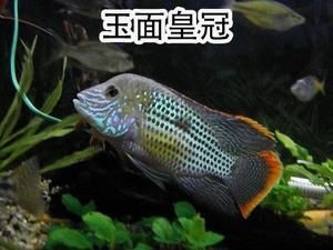 皇冠魚圖片：“皇冠魚圖片”聚焦于一種極具視覺沖擊力的熱帶觀賞魚類——皇冠魚