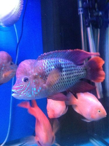 皇冠魚圖片：“皇冠魚圖片”聚焦于一種極具視覺沖擊力的熱帶觀賞魚類——皇冠魚