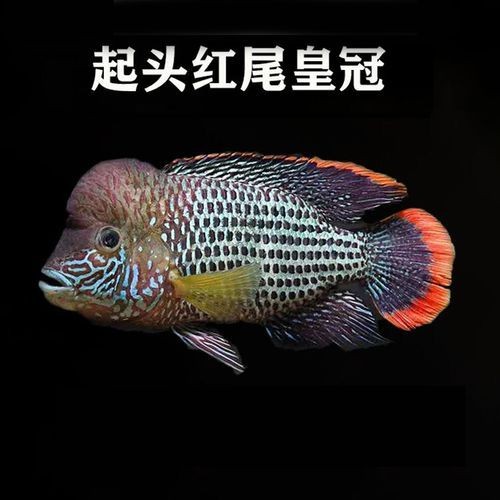 皇冠魚圖片：“皇冠魚圖片”聚焦于一種極具視覺沖擊力的熱帶觀賞魚類——皇冠魚