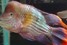皇冠魚圖片：“皇冠魚圖片”聚焦于一種極具視覺沖擊力的熱帶觀賞魚類——皇冠魚