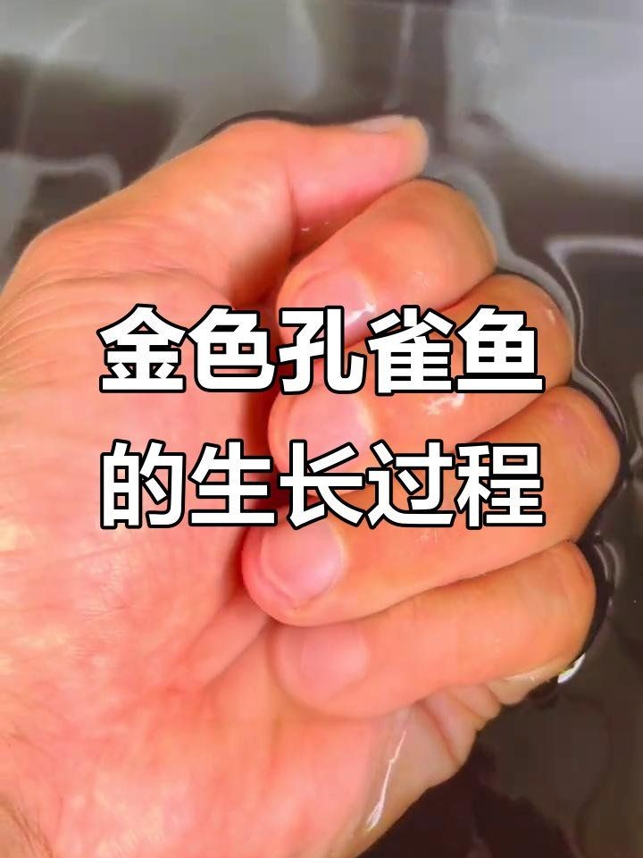 金老虎孔雀魚：從鱗片到水中小金條的蛻變