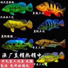 皇冠三間魚多少錢一個：皇冠三間魚多少錢一條？