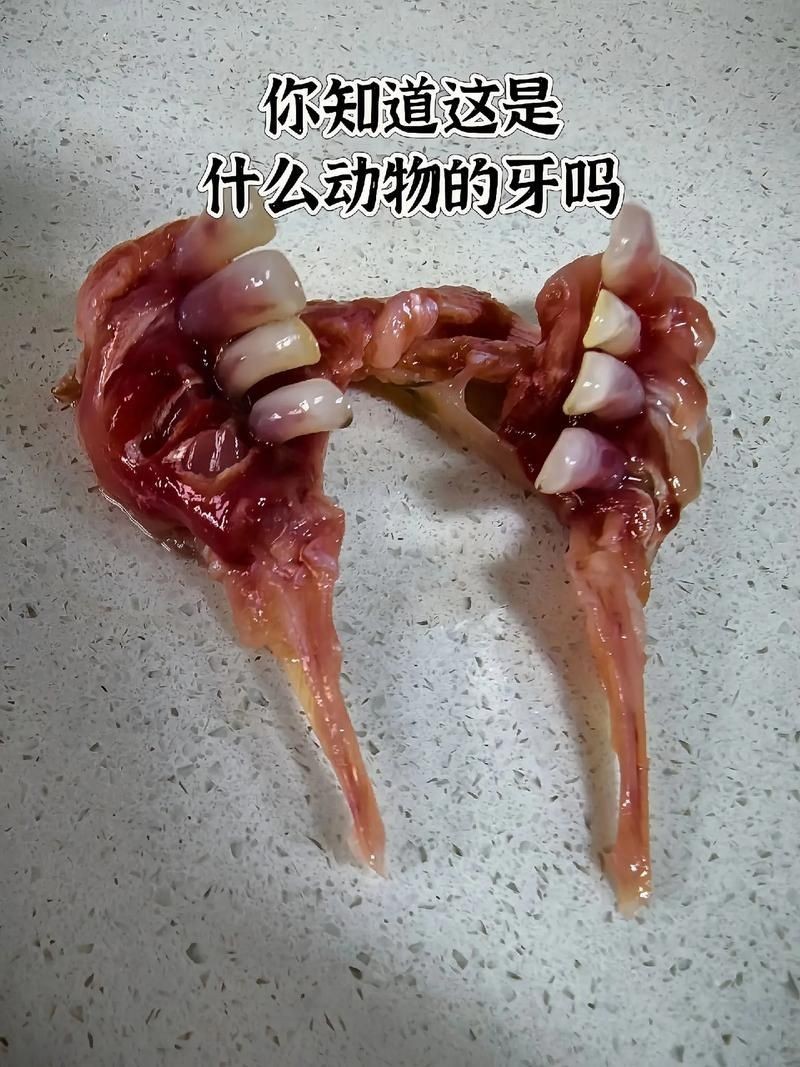 甲魚牙齒圖片大全：**《甲魚牙齒圖片大全》