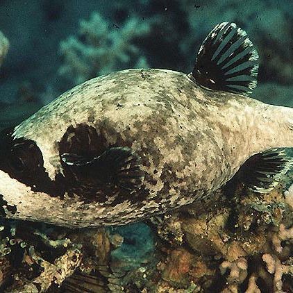 灰狗頭海水魚：灰狗頭海水魚是一種怎樣的存在？