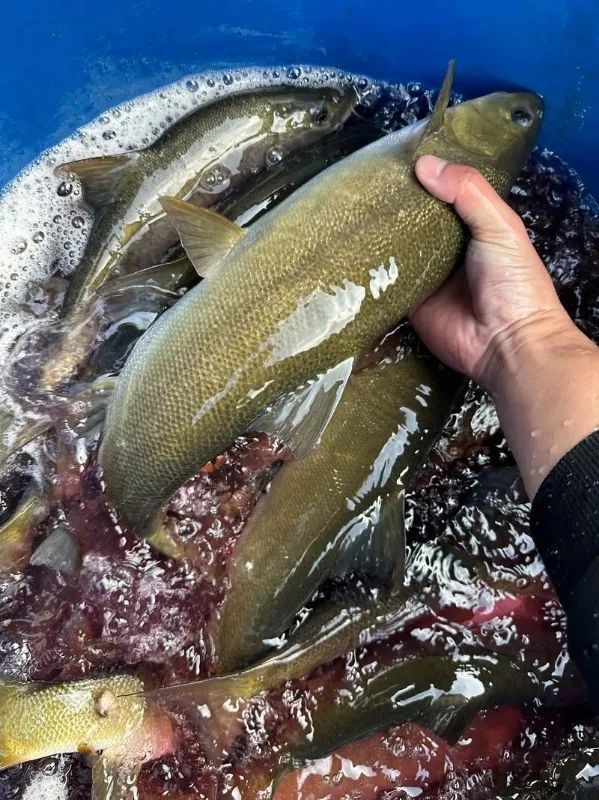 一億最貴三種魚:保護動物,全球范圍內不足千尾 龍魚百科 第5張 一億最貴三種魚:保護動物,全球范圍內不足千尾 一億最貴三種魚:保護動物,全球范圍內不足千尾 龍魚百科 第5張
