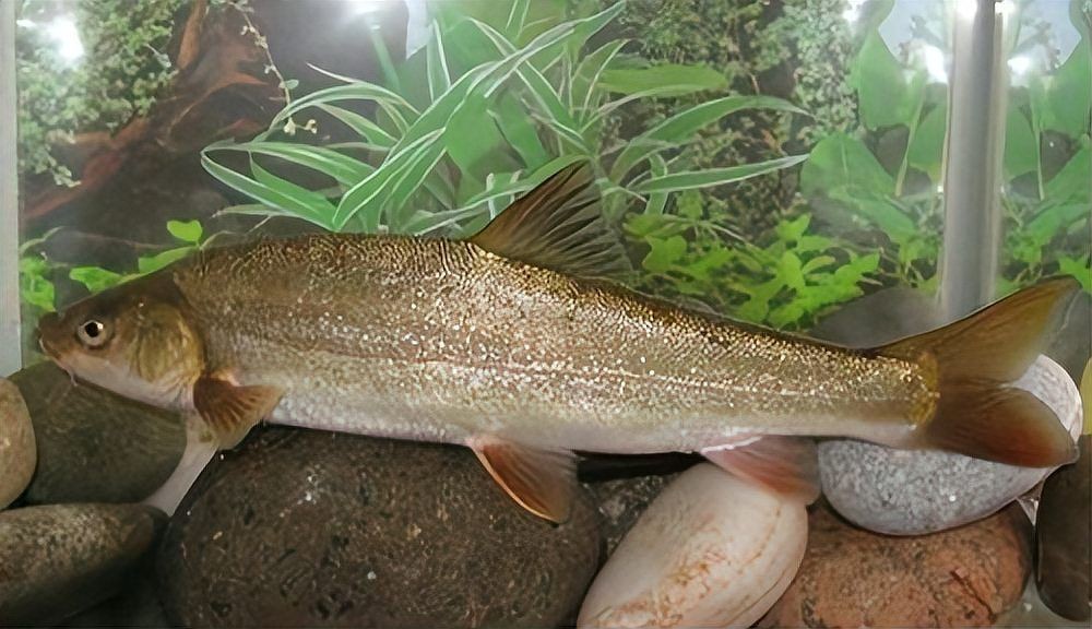 一億最貴三種魚:保護動物,全球范圍內不足千尾 龍魚百科 第9張 一億最貴三種魚:保護動物,全球范圍內不足千尾 一億最貴三種魚:保護動物,全球范圍內不足千尾 龍魚百科 第9張