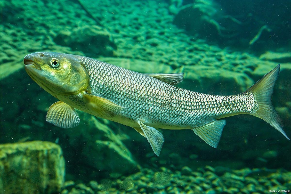 一億最貴三種魚:保護動物,全球范圍內不足千尾 龍魚百科 第7張 一億最貴三種魚:保護動物,全球范圍內不足千尾 一億最貴三種魚:保護動物,全球范圍內不足千尾 龍魚百科 第7張