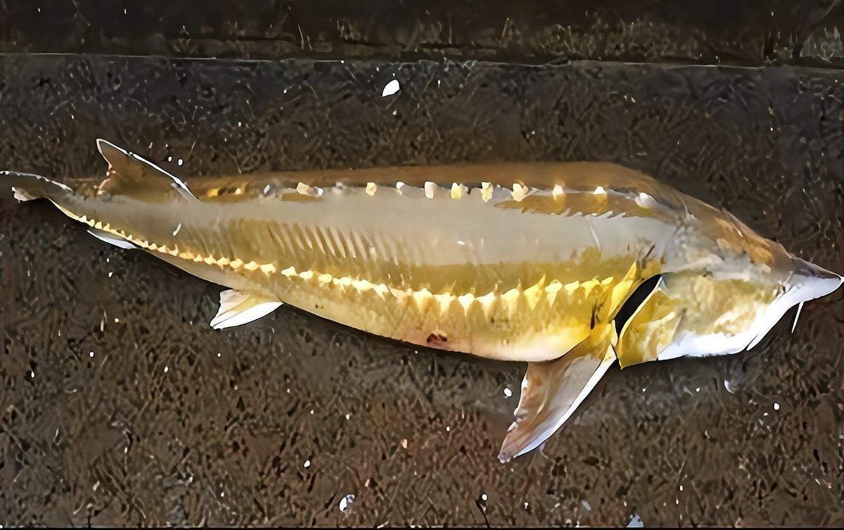 一億最貴三種魚:保護動物,全球范圍內不足千尾 龍魚百科 第11張 一億最貴三種魚:保護動物,全球范圍內不足千尾 一億最貴三種魚:保護動物,全球范圍內不足千尾 龍魚百科 第11張
