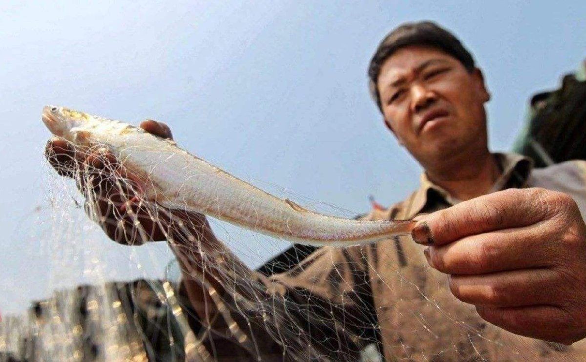 一億最貴三種魚:保護動物,全球范圍內不足千尾 龍魚百科 第1張 一億最貴三種魚:保護動物,全球范圍內不足千尾 一億最貴三種魚:保護動物,全球范圍內不足千尾 龍魚百科 第1張