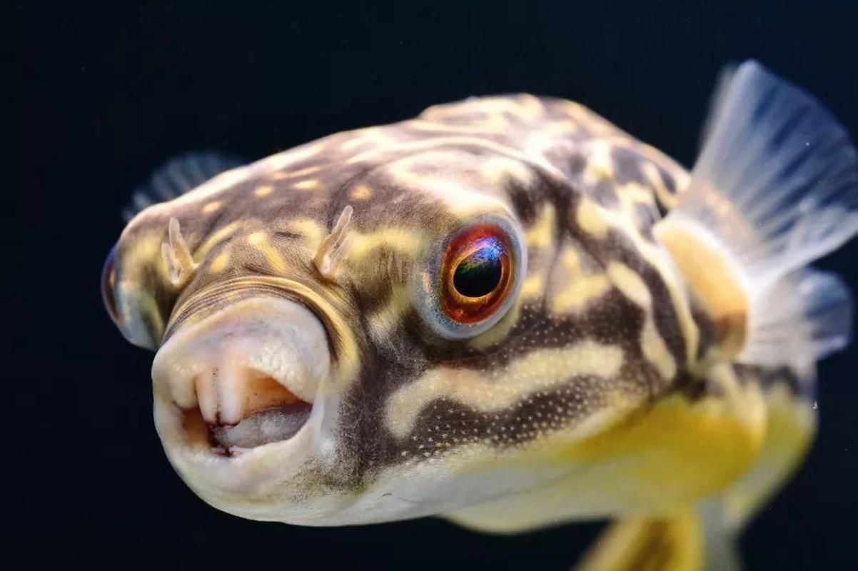 狗頭魚的圖片：海洋中的滑稽小精靈——狗頭魚