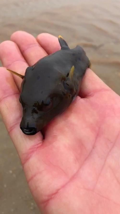 狗頭魚的圖片：海洋中的滑稽小精靈——狗頭魚