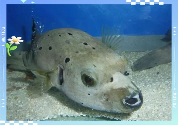 狗頭魚的圖片：海洋中的滑稽小精靈——狗頭魚