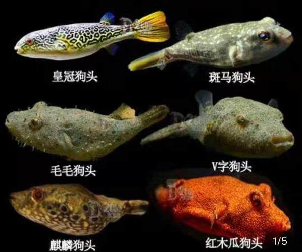 狗頭魚的圖片：海洋中的滑稽小精靈——狗頭魚