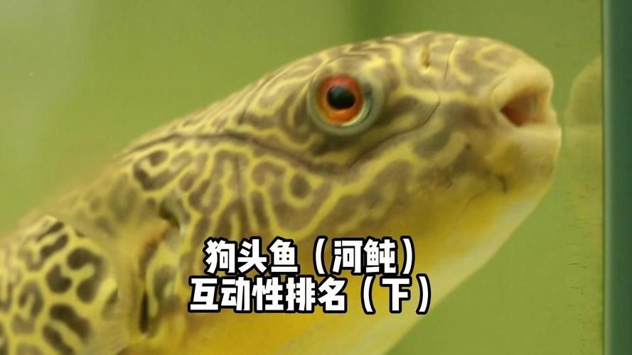 狗頭魚的圖片：海洋中的滑稽小精靈——狗頭魚