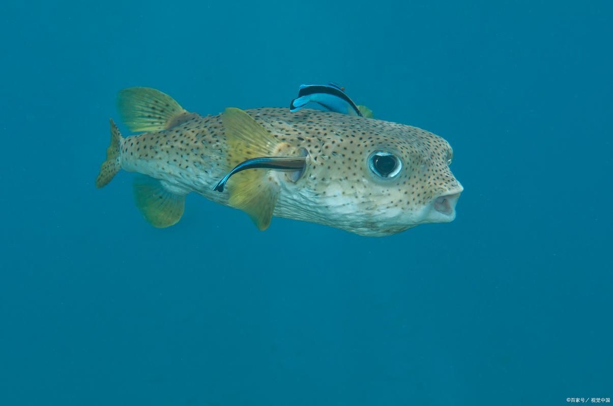 狗頭魚的圖片：海洋中的滑稽小精靈——狗頭魚