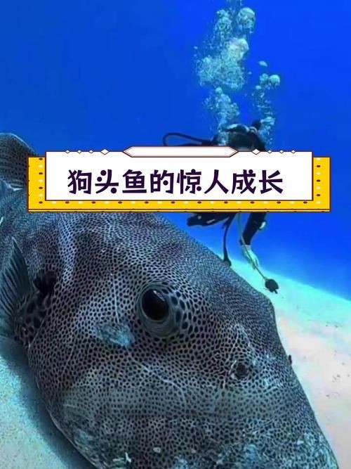 狗頭魚的圖片：海洋中的滑稽小精靈——狗頭魚