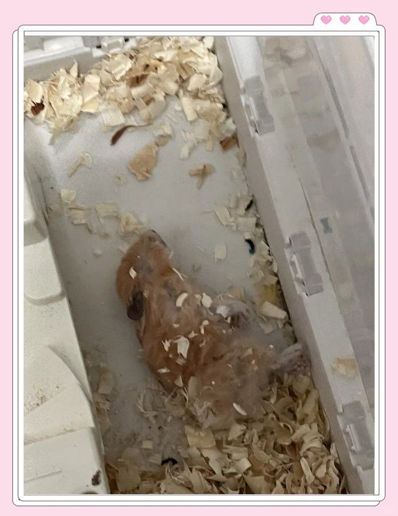 金苔鼠為啥一夜就死了：金苔鼠一夜猝死的原因是什么，金苔鼠一夜暴斃的原因