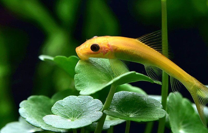 金苔鼠為啥一夜就死了：金苔鼠一夜猝死的原因是什么，金苔鼠一夜暴斃的原因