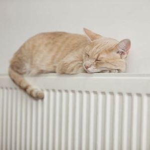 金苔鼠為啥一夜就死了：金苔鼠一夜猝死的原因是什么，金苔鼠一夜暴斃的原因