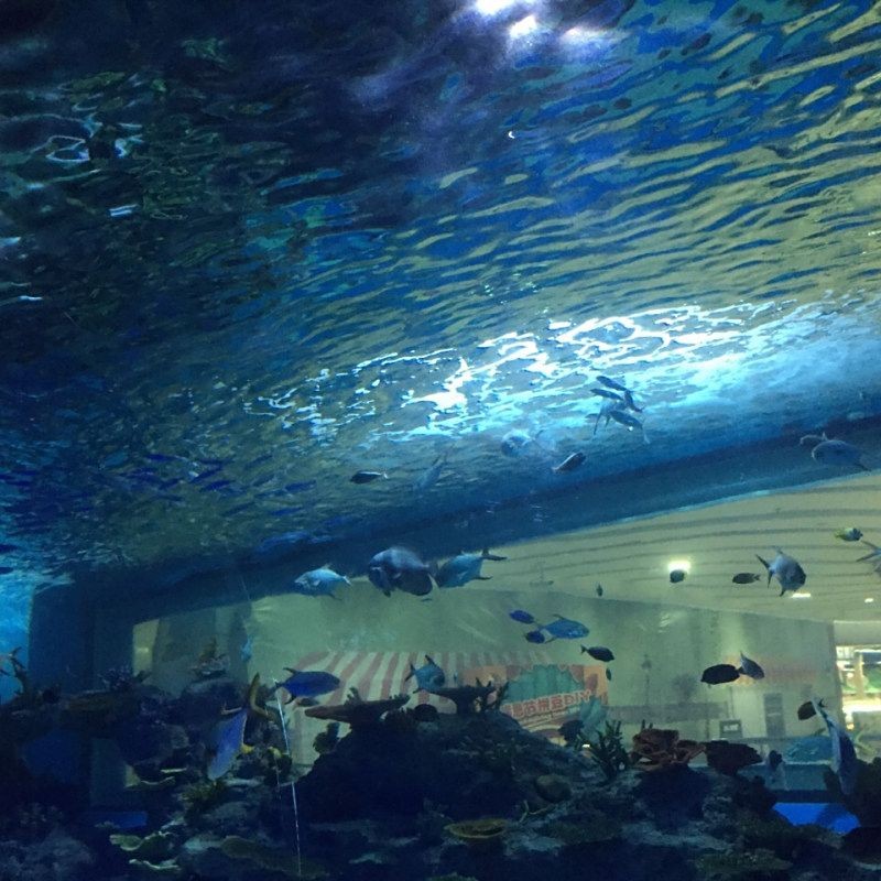 常州水族店：常州水族店是本地特色的專業水族用品及活體銷售場所
